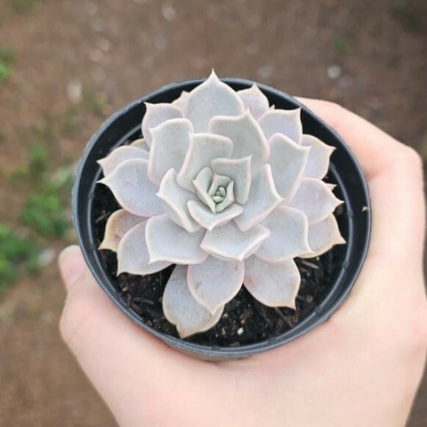 Echeveria Lilacina