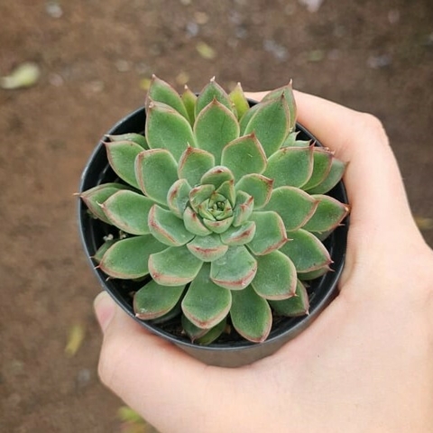 Echeveria Sagita