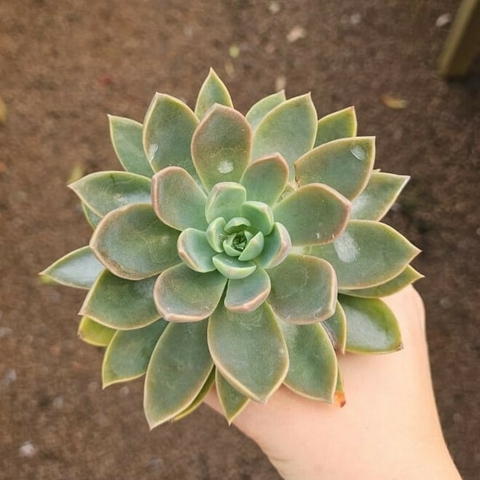 Echeveria Water Lily