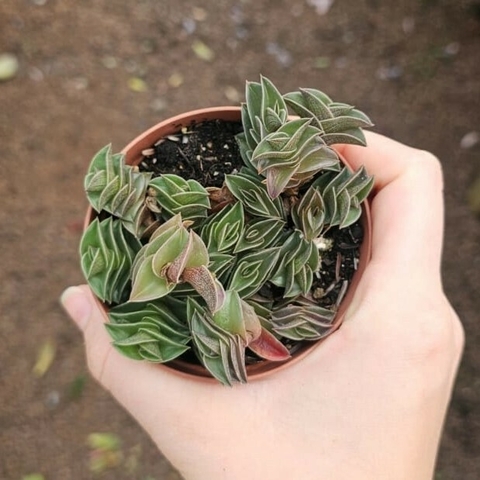 Tradescantia Navicularis