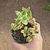 Crassula Sarmentosa Variegata