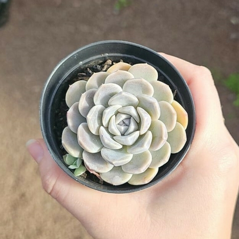 Echeveria Tiny Burger