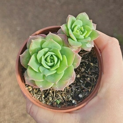Graptoveria Jadeita