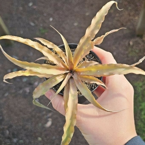 Cryptanthus Acaulis