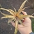 Cryptanthus Acaulis
