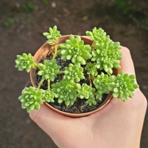 Sedum Hirsutum