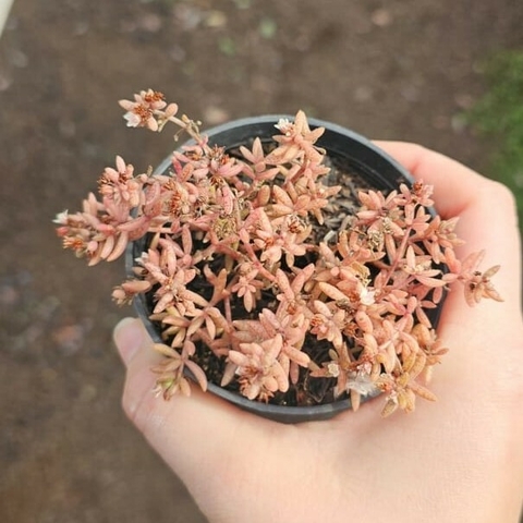 Crassula Humbertii