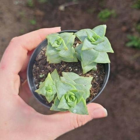 Crassula Perforata 'Ivory Tower'