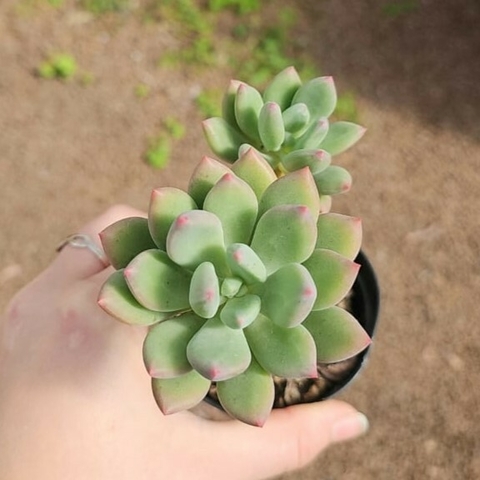 Pachyveria Dr Cornelius
