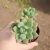 Pachyveria Dr Cornelius