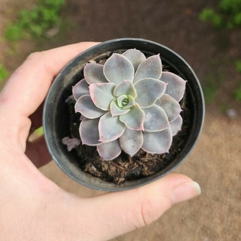 Echeveria Rippling Waters