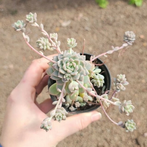 Echeveria Prolifera
