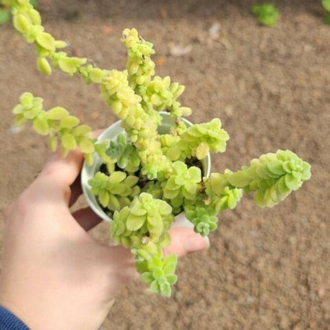 Sedum Boldinho
