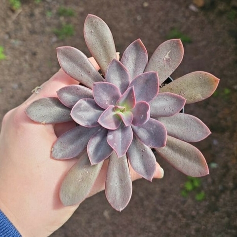 Echeveria Hanaikada