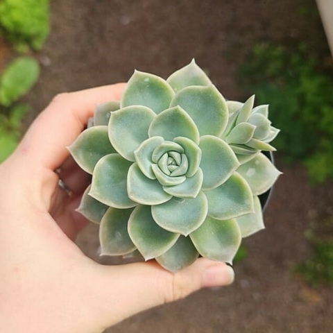 Echeveria Albicans