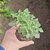 Senecio Articulatus