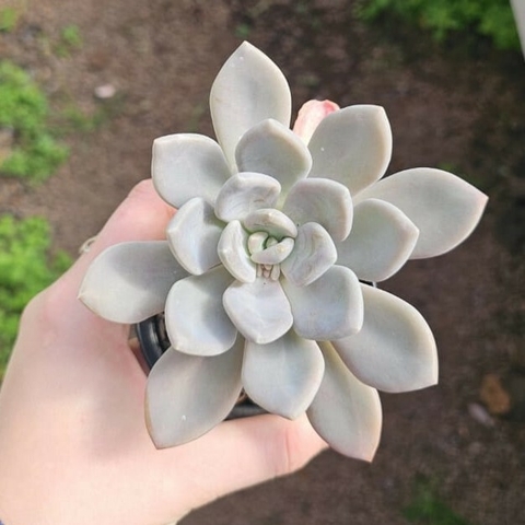 Echeveria Lavander