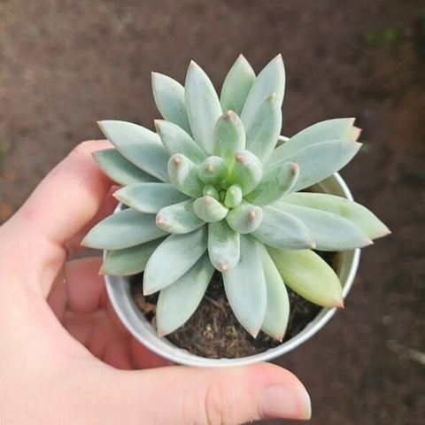 Echeveria Tolimanensis