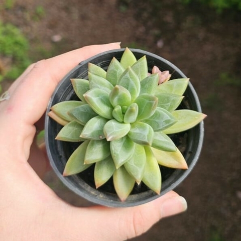 Pachyphytum Hookeri
