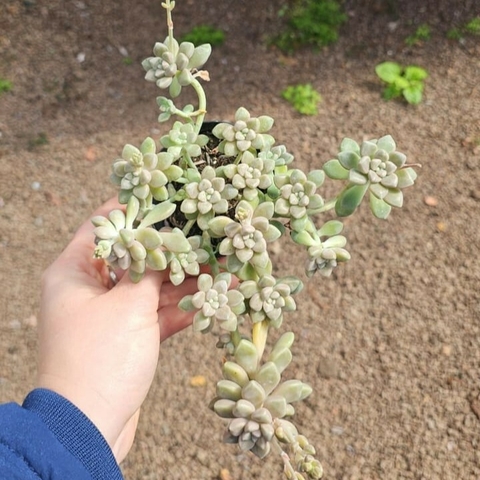 Graptopetalum Mendozae