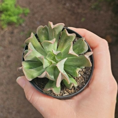 Echeveria Dark Vader