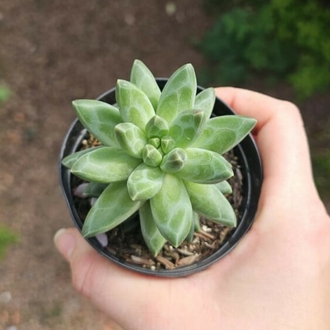Pachyphytum Compactum