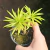 Peperomia Ferreyrae