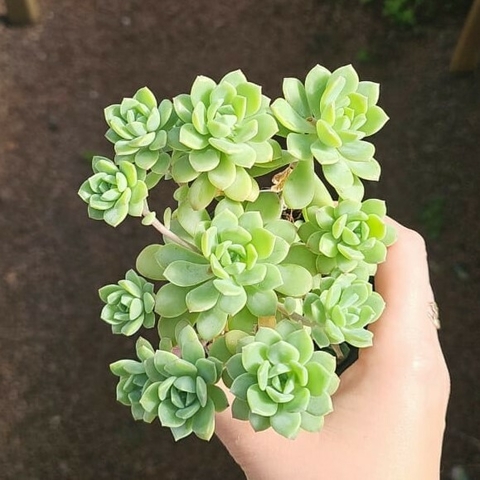 Echeveria var. Prolifica