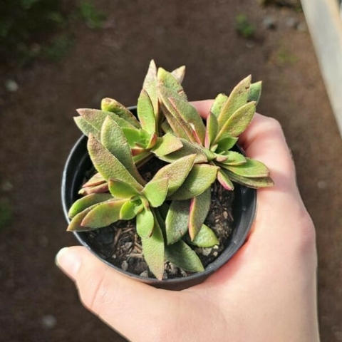 Crassula Fusca