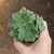 Aeonium Haworthi