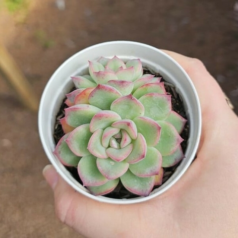 Echeveria Pink Line