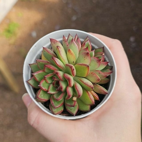 Echeveria Christmas