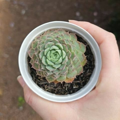 Echeveria Red Hole