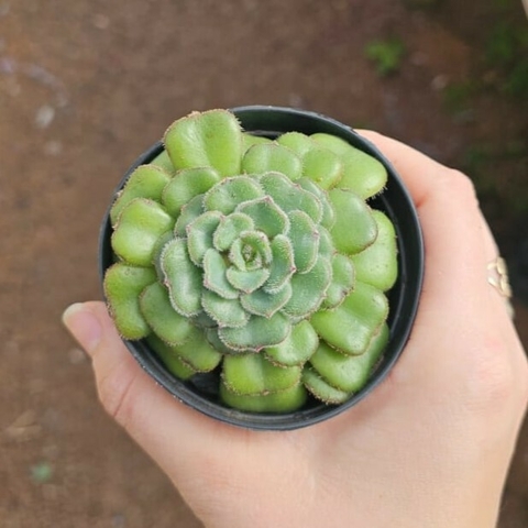 Echeveria Paula