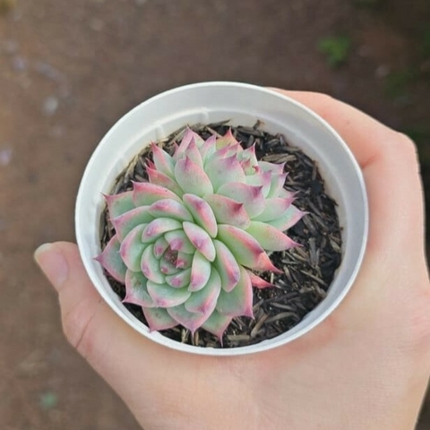 Echeveria Chihuahuensis