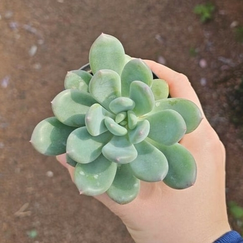 Pachyphytum Híbrido
