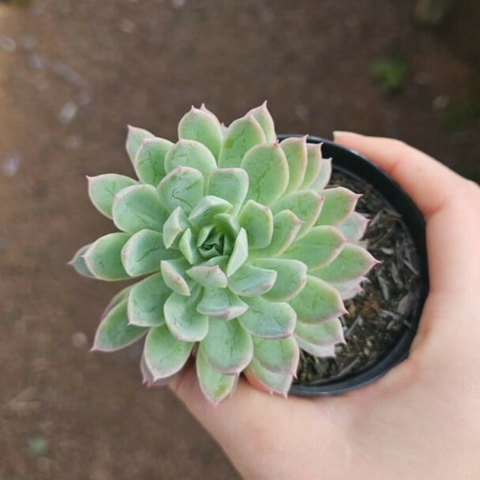 Echeveria Bradburiana