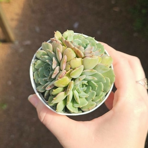 Echeveria Dark Rubra x Blue Bird