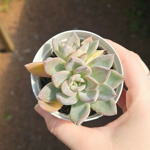 Echeveria Silver Queen