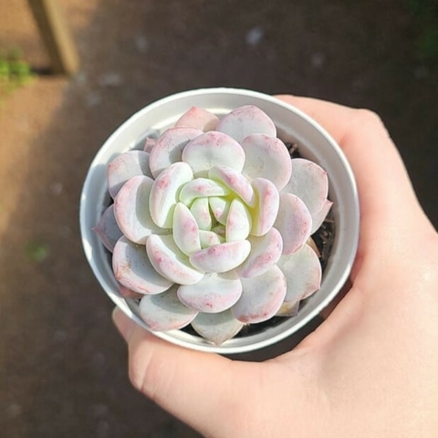Echeveria Monroe