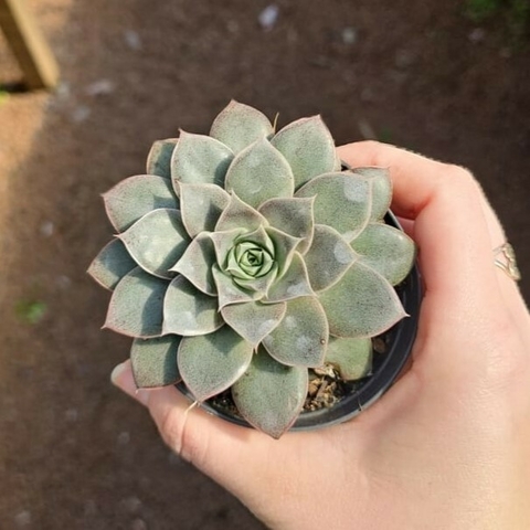 Echeveria Punita