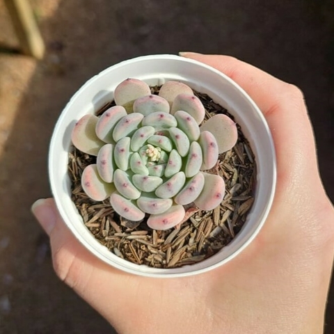 Echeveria Baena
