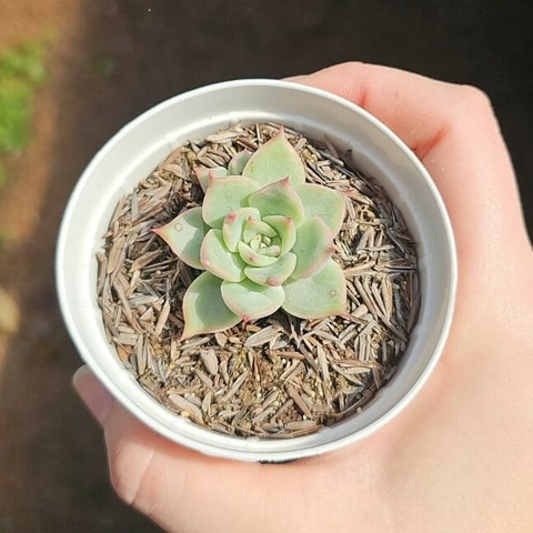 Echeveria Sarabe