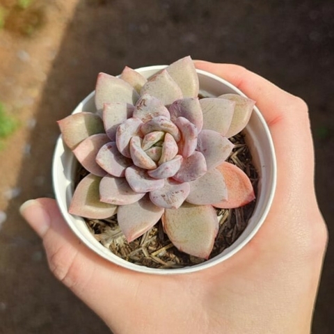 Echeveria German Champagne