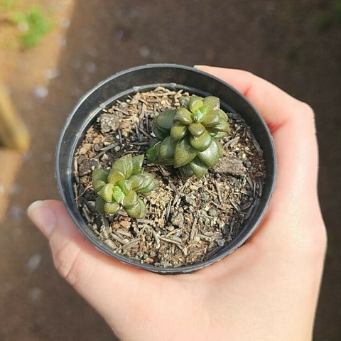 Anacampseros Arachnoides