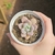 Echeveria Opalina