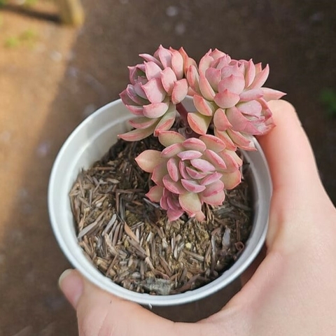 Echeveria News Quêrencia