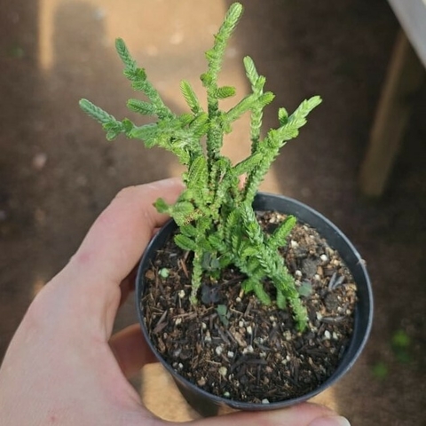 Crassula Muscosa