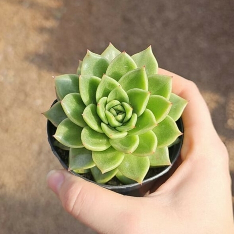 Echeveria Gilva