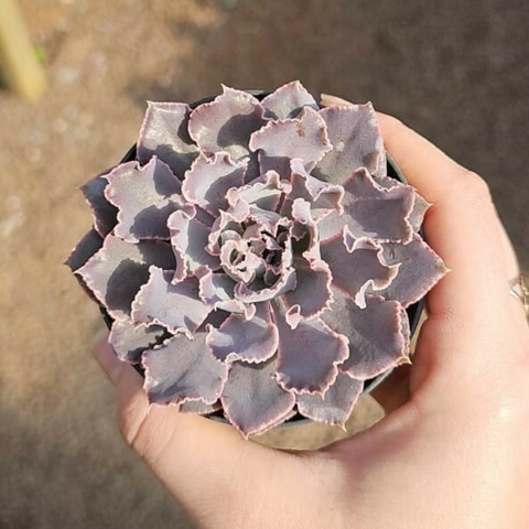 Echeveria Shaviana Pink Frilss